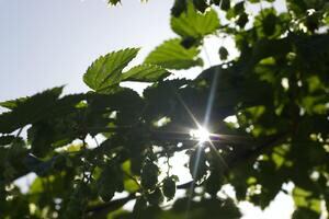 A tree with leaves in the foreground, through the leaves is the sun with sky in the background