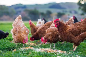 Chickens pecking grains off the grass with hills in the background