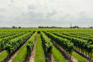 Agricultural field